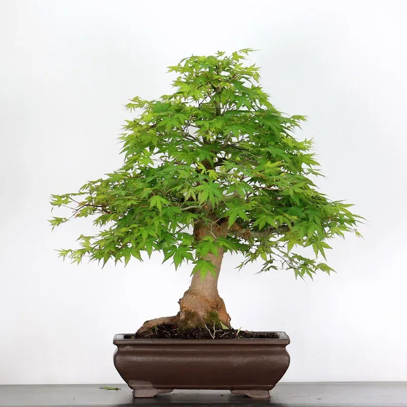 image supplémentaire - ERABLE DU JAPON "ACER...
