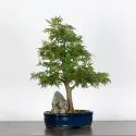 ÉRABLE DU JAPON AVEC ROCHE "ACER PALMATUM ROCHE" 1-1