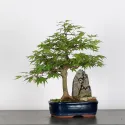 ÉRABLE DU JAPON AVEC ROCHE "ACER PALMATUM ROCHE" 1-9
