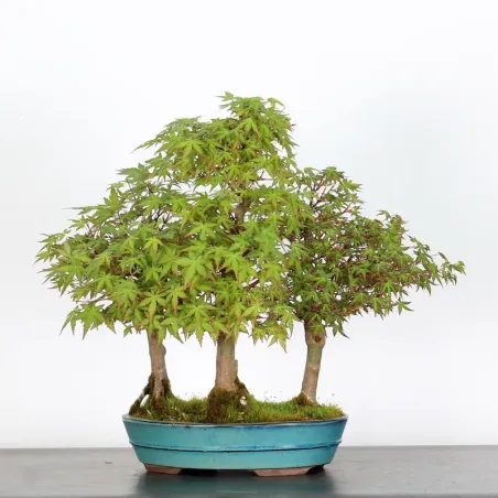FORET D'ERABLES DU JAPON "ACER PALMATUM"3-15