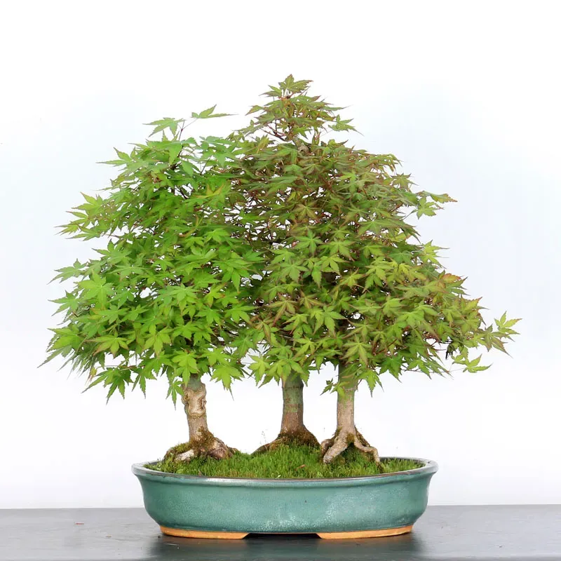 FORET D'ERABLES DU JAPON 3-7