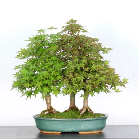 FORET D'ERABLES DU JAPON 3-7