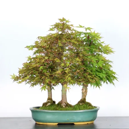 image supplémentaire - FORET D'ERABLES DU JAPON 3-7