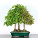 FORET D\'ERABLES DU JAPON 3-1