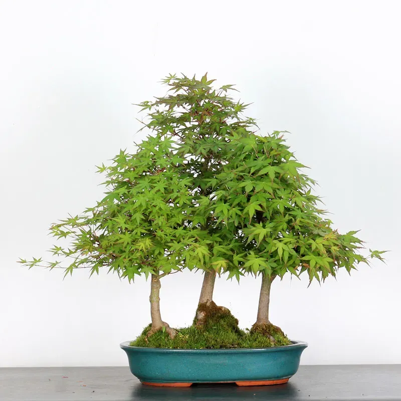 FORET D'ERABLES DU JAPON "ACER PALMATUM" 3-10