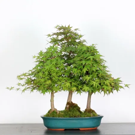 FORET D'ERABLES DU JAPON "ACER PALMATUM" 3-10