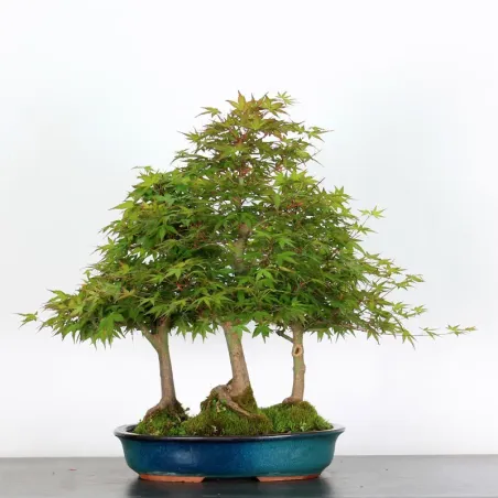 image supplémentaire - FORET D'ERABLES DU JAPON...