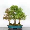 FORET D\'ERABLES DU JAPON "ACER PALMATUM"3-4