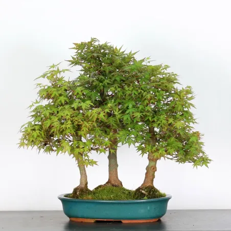 FORET D'ERABLES DU JAPON "ACER PALMATUM" 3-12