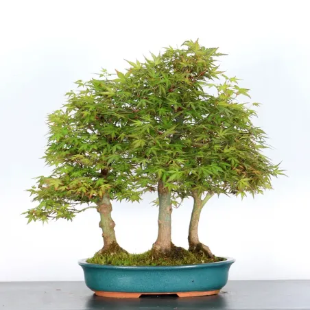 image supplémentaire - FORET D'ERABLES DU JAPON...