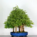 ERABLE DU JAPON "ACER PALMATUM FORET3 n°6-3