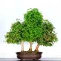 FORÊT ACER PALMATUM AP-5-5