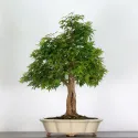 ERABLE DU JAPON "ACER PALMATUM" n°5-1