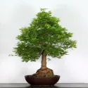 ERABLE DU JAPON "ACER PALMATUM" n°4-10