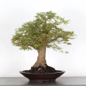ERABLE DU JAPON "ACER PALMATUM" 2-9