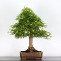 ERABLE DU JAPON "ACER PALMATUM" 2-18
