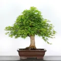 ERABLE DU JAPON "ACER PALMATUM" 5-6