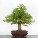 ERABLE DU JAPON "ACER PALMATUM" 5-7