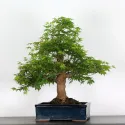 ERABLE DU JAPON "ACER PALMATUM" 2-13