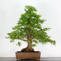 ERABLE DU JAPON "ACER PALMATUM" 4-13