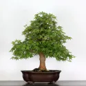 ERABLE DU JAPON "ACER PALMATUM" 2-15