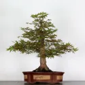 ERABLE DU JAPON "ACER PALMATUM" 2-16