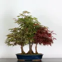 Érable "ACER ATROPURPUREUM" 2-1