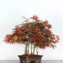 Érable "ACER ATROPURPUREUM" 2-8