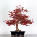 ÉRABLE "ACER DESHOJO" 1-3