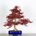 ÉRABLE "ACER DESHOJO" 4-2