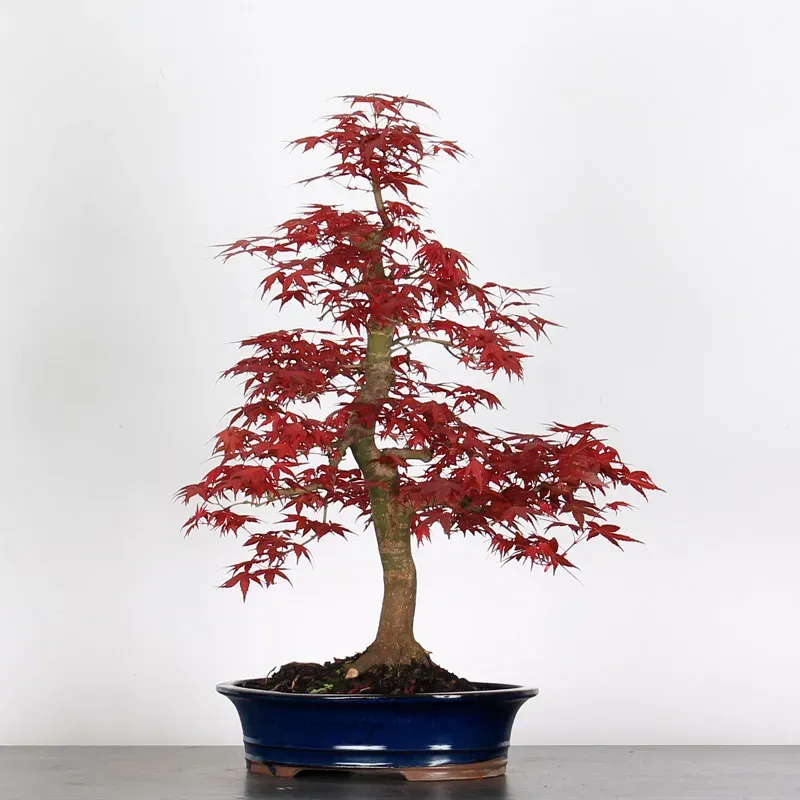 ACER DESHOJO 1-17