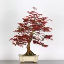 ÉRABLE "ACER DESHOJO" 3-2