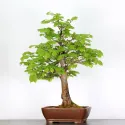 BONSAI TILLEUL "TILIA" 2-11