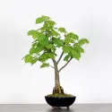 BONSAI TILLEUL "TILIA" 1-8