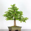 BONSAI TILLEUL "TILIA" 1-4