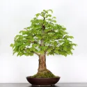 BONSAI TILLEUL "TILIA" 1-12