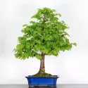 BONSAI TILLEUL "TILIA" 1-13