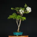 GLYCINE "ALBA" 1-1