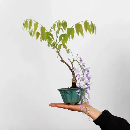 image supplémentaire - GLYCINE "WISTERIA SINENSIS"...