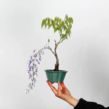 Bonsai Glycine "Wisteria Sinensis"