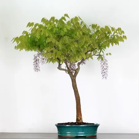GLYCINE "WISTERIA SINENSIS" 1-3