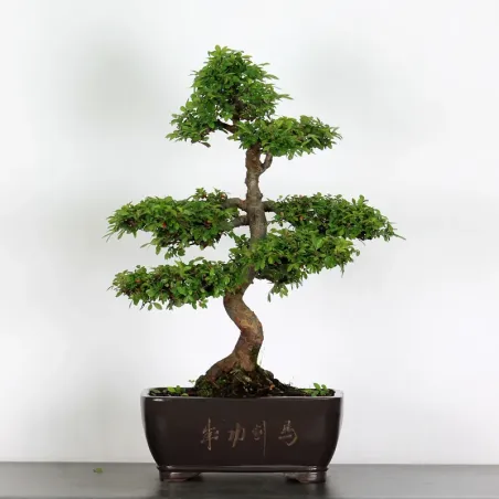 Bonsai Orme de Chine OR-2-6