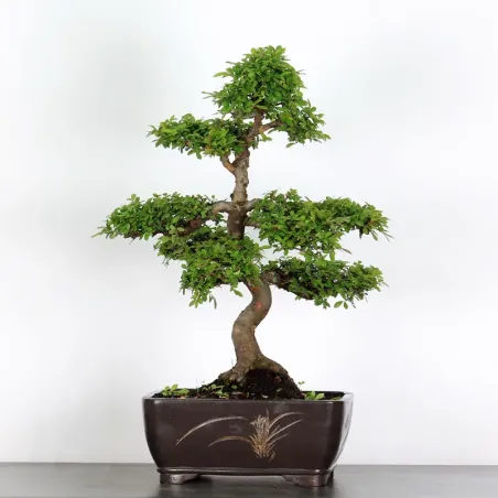 image supplémentaire - ORME DE CHINE "Ulmus...