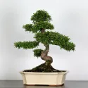 ORME DE CHINE "Ulmus parvifolia" 2-9