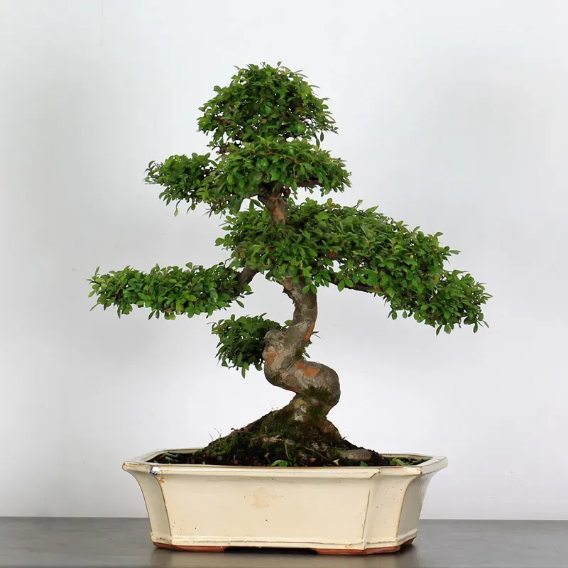 Bonsai Orme de Chine OR-2-9