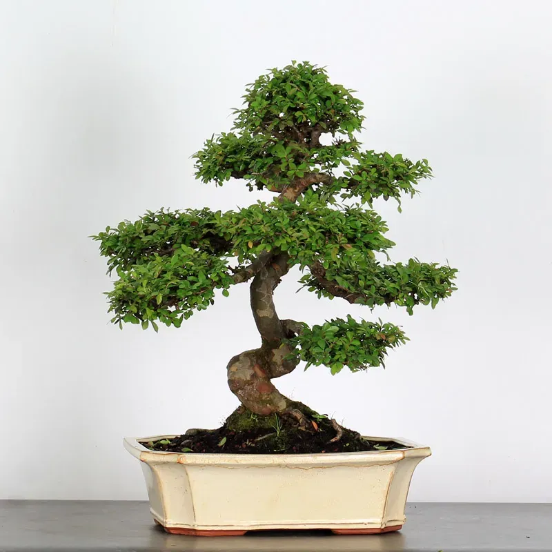 image supplémentaire - ORME DE CHINE "Ulmus...