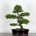 ORME DE CHINE "Ulmus parvifolia" 3-2