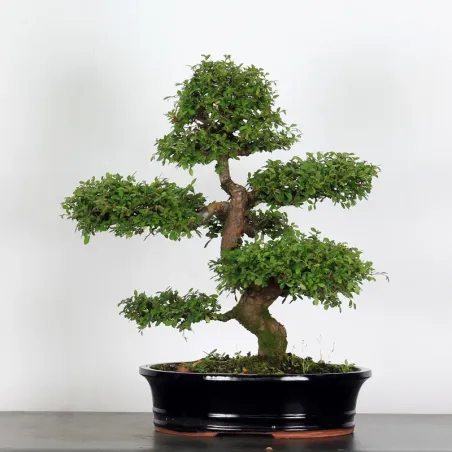 Bonsai Orme de Chine OR-3-2