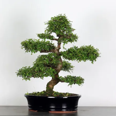 image supplémentaire - ORME DE CHINE "Ulmus...