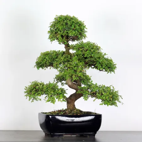 image supplémentaire - ORME DE CHINE "Ulmus...